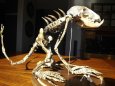 Chupacabra?